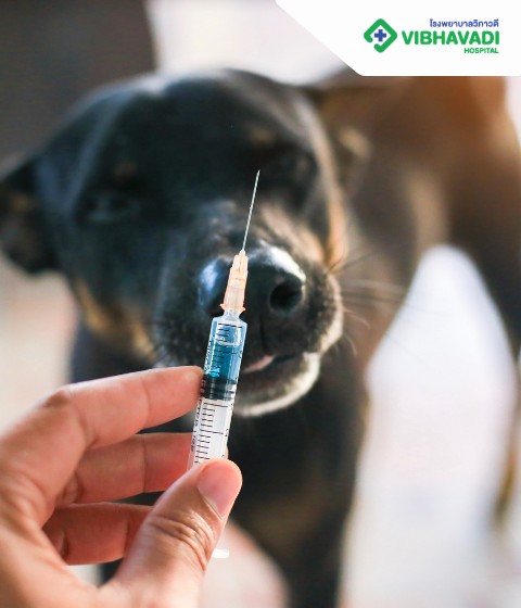 7 Interesting Facts… About Rabies