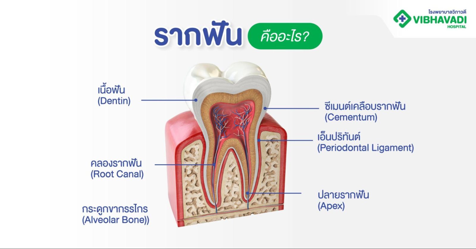 รากฟันคืออะไร?